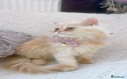 Persian cats for sale: Exotic Doll face Persian  - Image 4