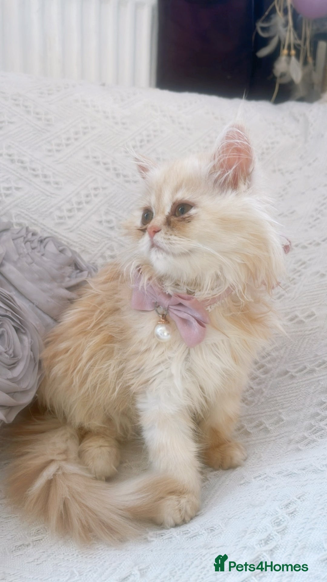 Persian cats for sale: Exotic Doll face Persian  - Image 4