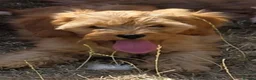 Cavapoo dogs for sale: Quality,Home reared cavapoo puppies - Advert 3