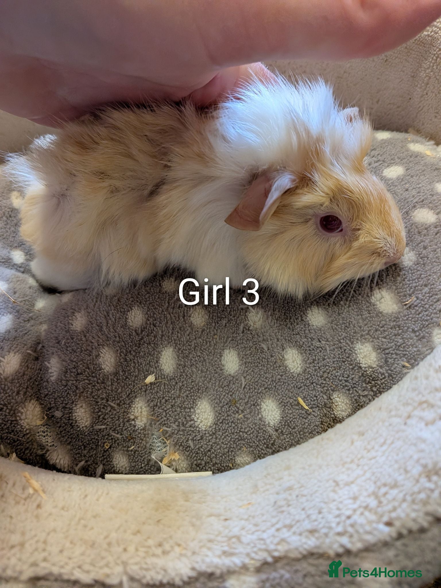 Guinea Pig rodents Baby girl guinea pigs ready now - Advert 1