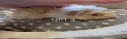 Guinea Pig rodents for sale: Baby girl guinea pigs ready now - Advert 1