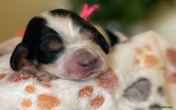 Cocker Spaniel dogs for sale: Stunning 5 Star KC  Show Cocker Spaniels - Image 29