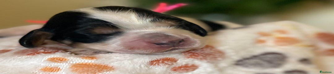 Tri-Coloured Female (Pink Collar)