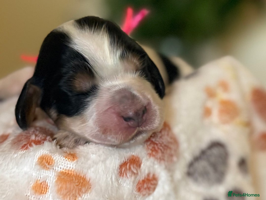 Cocker Spaniel dogs for sale: Stunning 5 Star KC  Show Cocker Spaniels - Image 29