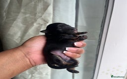Mixed Breed dogs for sale: Jack Russel x Chow Chow Mix Puppies for Sale  - Image 6