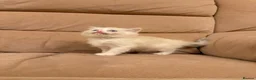 Ragdoll cats for sale: Adorable Blue-Eyed Ragdoll Kittens - Advert 8