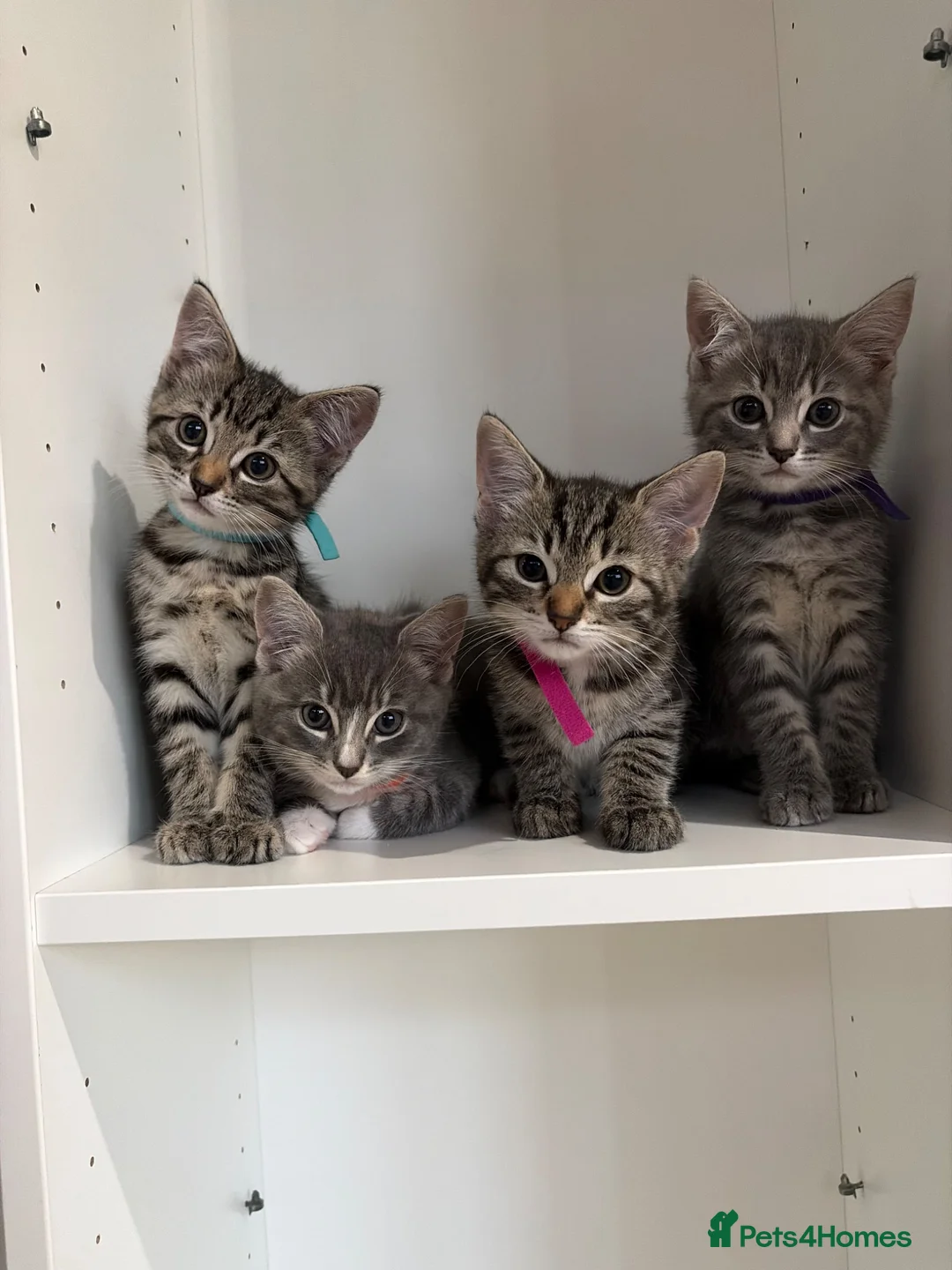 Ragdoll cats for sale: Ragdoll mix kittens  - Advert 1