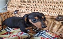 Miniature Dachshund dogs for sale: Miniature dachshund  - Image 6
