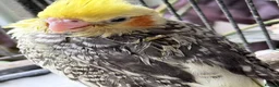 Cockatiels birds for sale: Handreared Beautiful DNA‑Tested Cockatiels  in Wigan - Advert 4