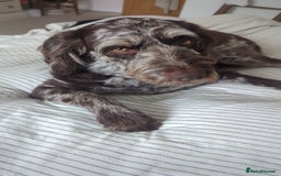 Labradoodle dogs for sale: Meet Elton – Our Beautiful Labradoodle  - Image 12