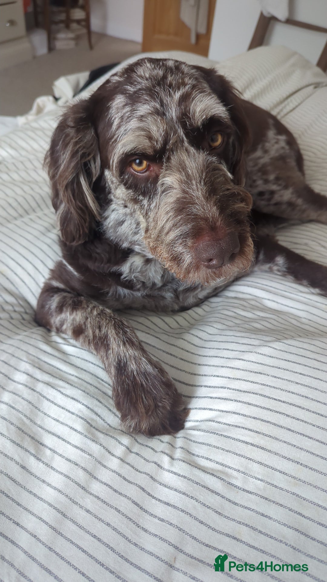 Labradoodle dogs for sale: Meet Elton – Our Beautiful Labradoodle  - Image 12