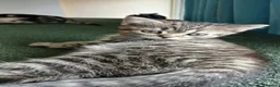 Mixed Breed cats for sale: Bsh X Scotish straight kitten- boy. - Advert 3
