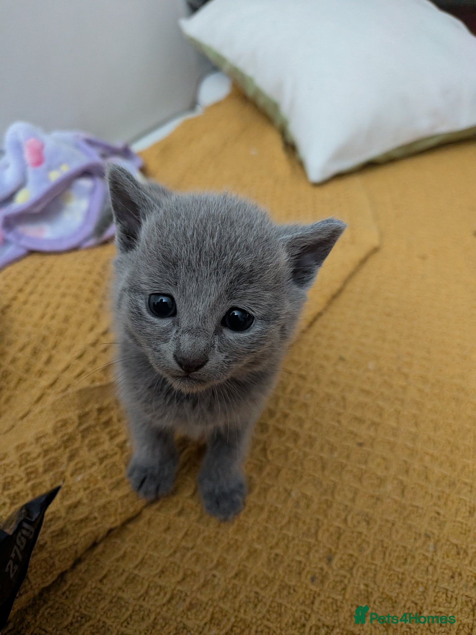 Russian Blue cats Stunning Russian Blue Kittens–Pedigree&TICA Reg - Advert 12