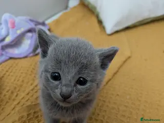 Russian Blue cats Stunning Russian Blue Kittens–Pedigree&TICA Reg - Advert 12