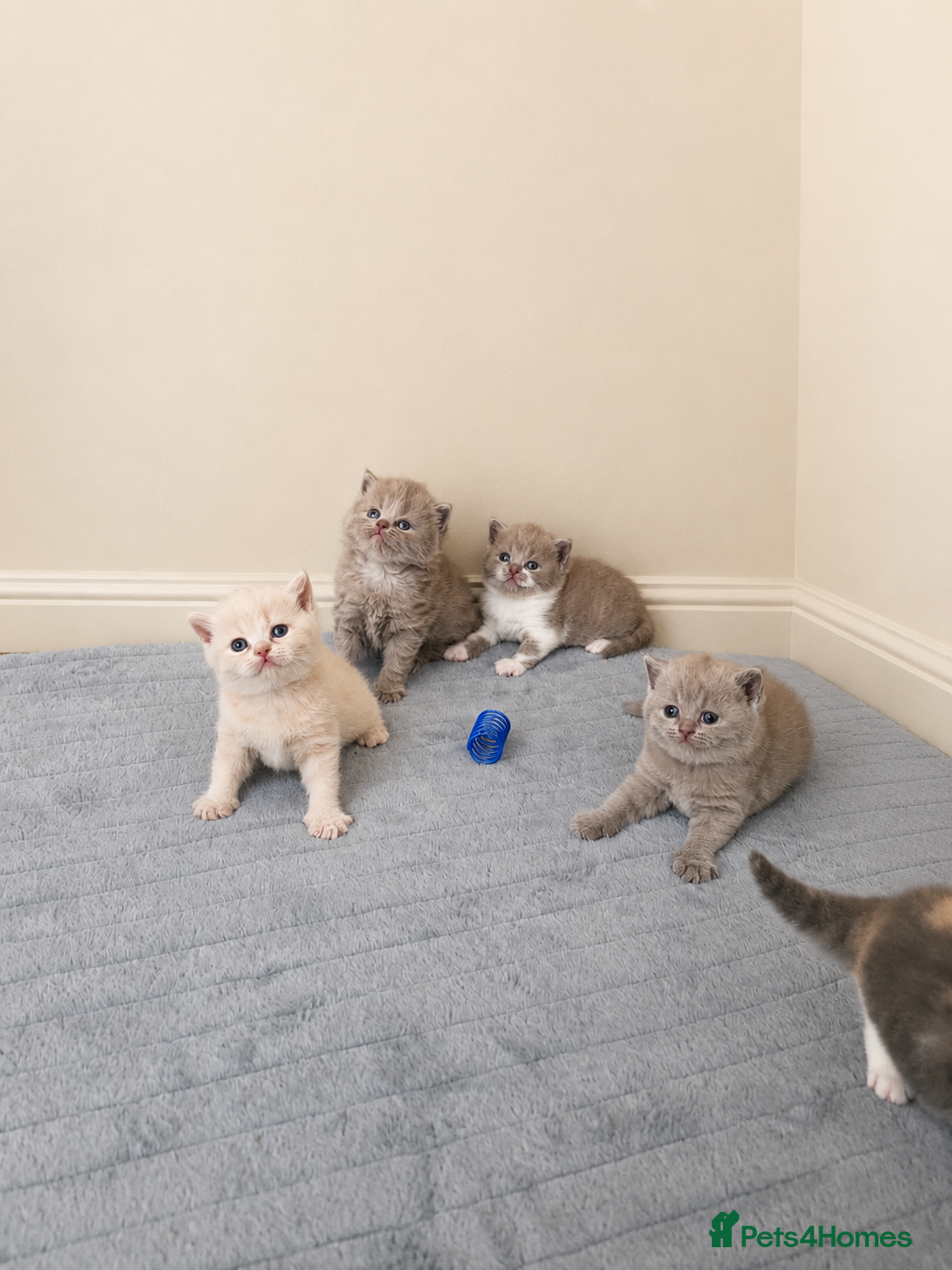 British Shorthair cats for sale: Beautiful champion GCCF British Shorthair Kittens  - Advert 5