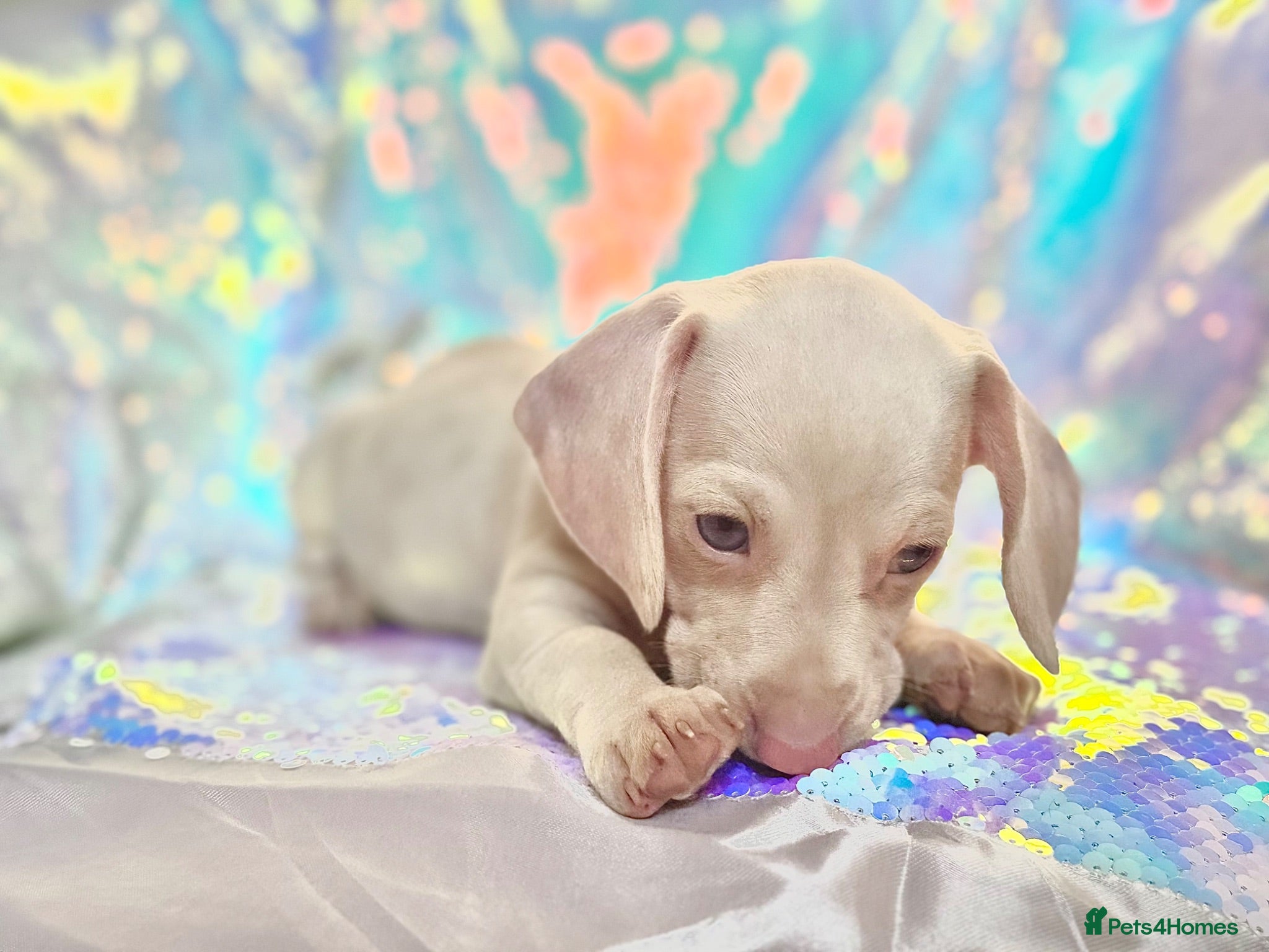 Miniature Dachshund dogs 🌸 Rare Pink mini dachshunds 🌸 - Advert 7