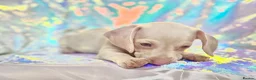 Miniature Dachshund dogs for sale: 🌸 Rare Pink mini dachshunds 🌸 - Advert 2