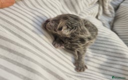 Persian cats for sale: Beautiful blue persian babies - Image 21