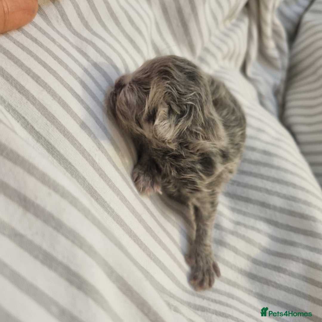 Persian cats for sale: Beautiful blue persian babies - Image 21