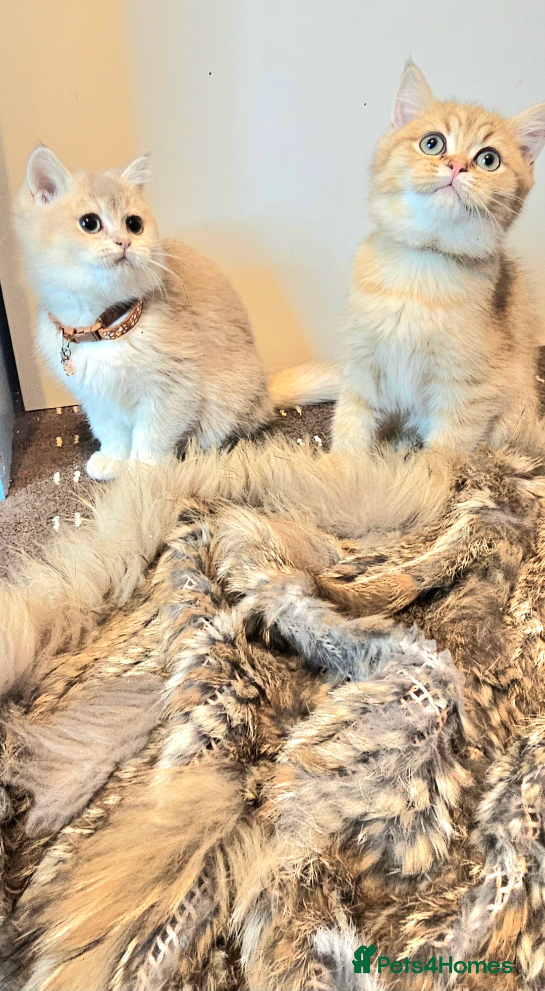 British Shorthair cats for sale: BSH GOLDEN KITTENS - Advert 16