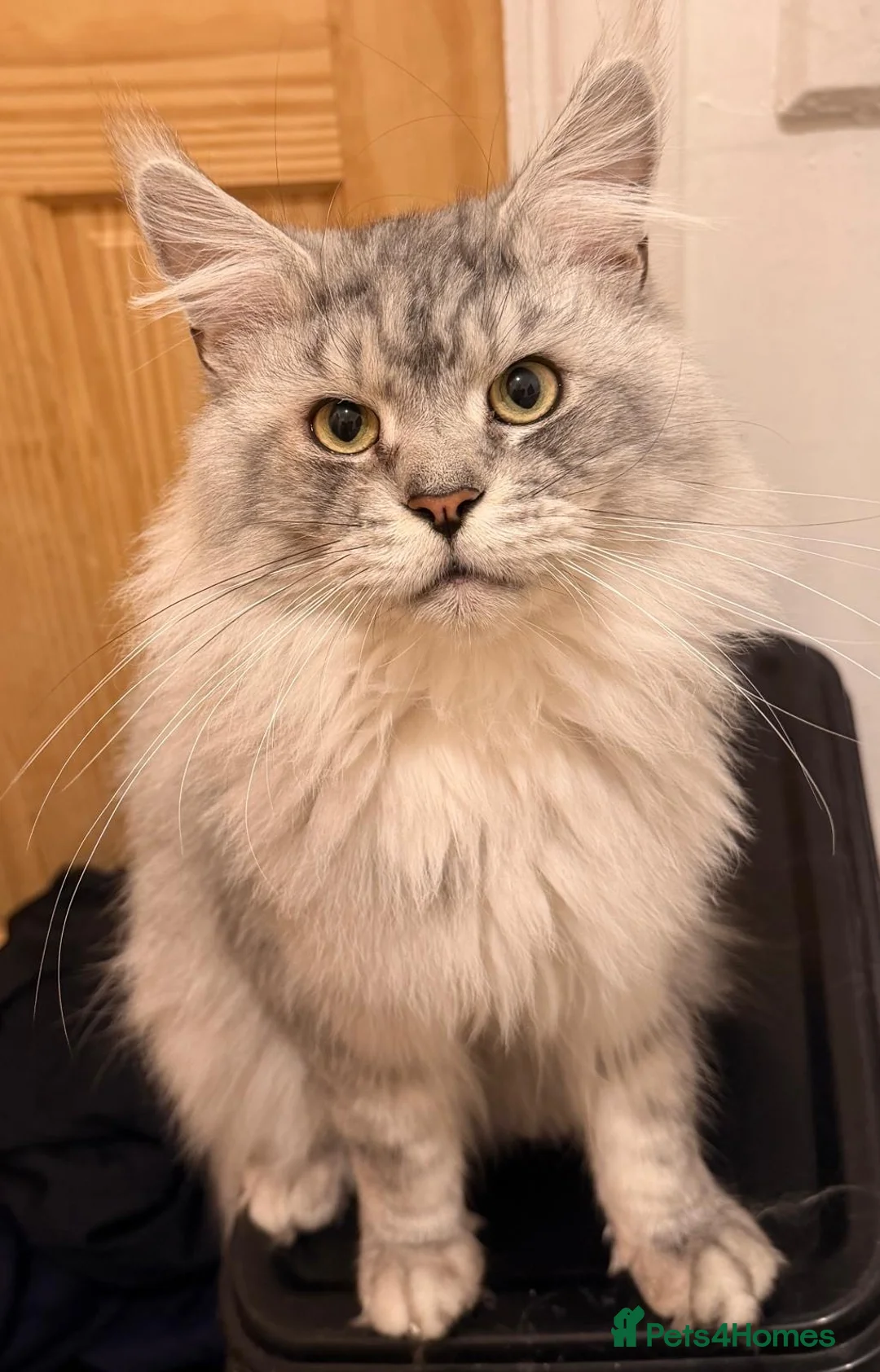 Maine Coon cats for sale: Stunning Silver Tabby Maine - Advert 3