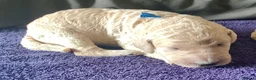 Standard Poodle dogs for sale: KC Standard Poodle Puppies - Advert 8