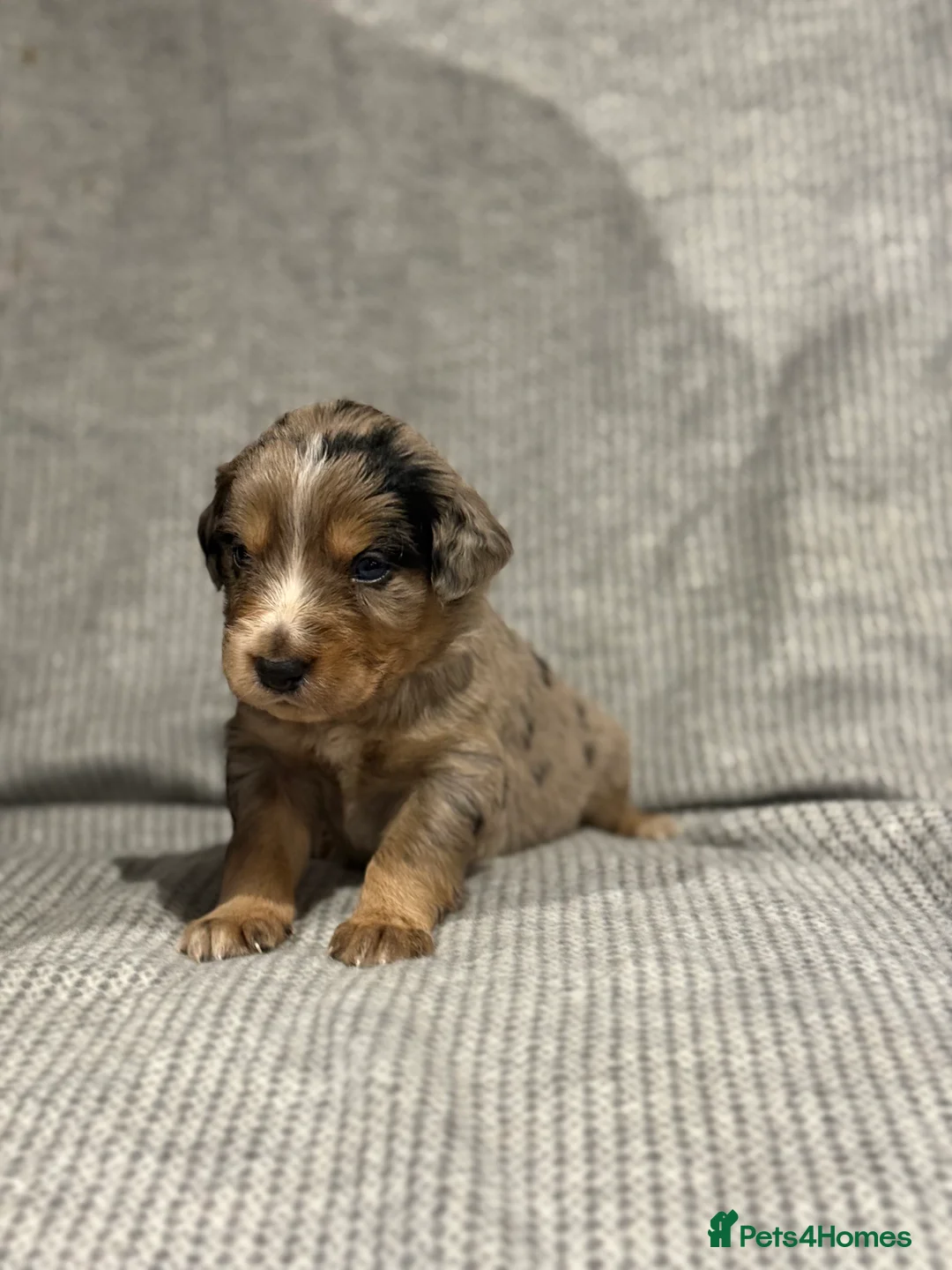 Mixed Breed dogs for sale: Stunning coloured cocker x collie puppies  - Advert 4