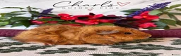 Guinea Pig rodents for sale: Lots of Female Guinea Pigs for sale  - Advert 16