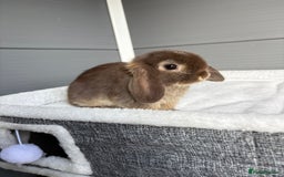 Mini Lop rabbits for sale: Stunning mini lops  - Image 5