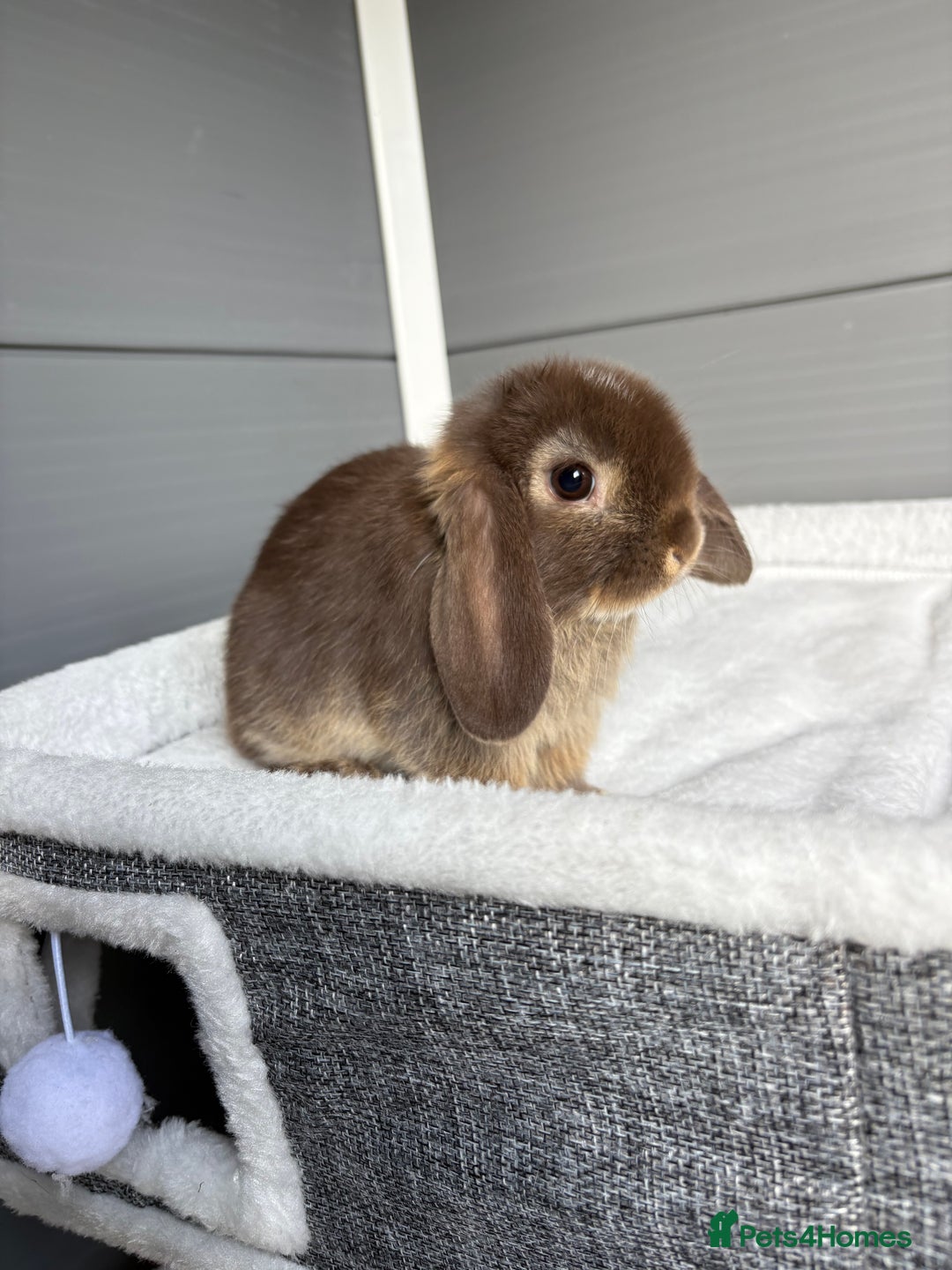 Mini Lop rabbits for sale: Stunning mini lops  - Image 5