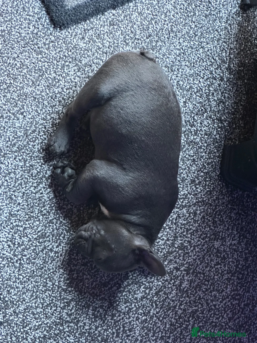 French Bulldog dogs for sale: Frenchie  **  in Skegness - Advert 2