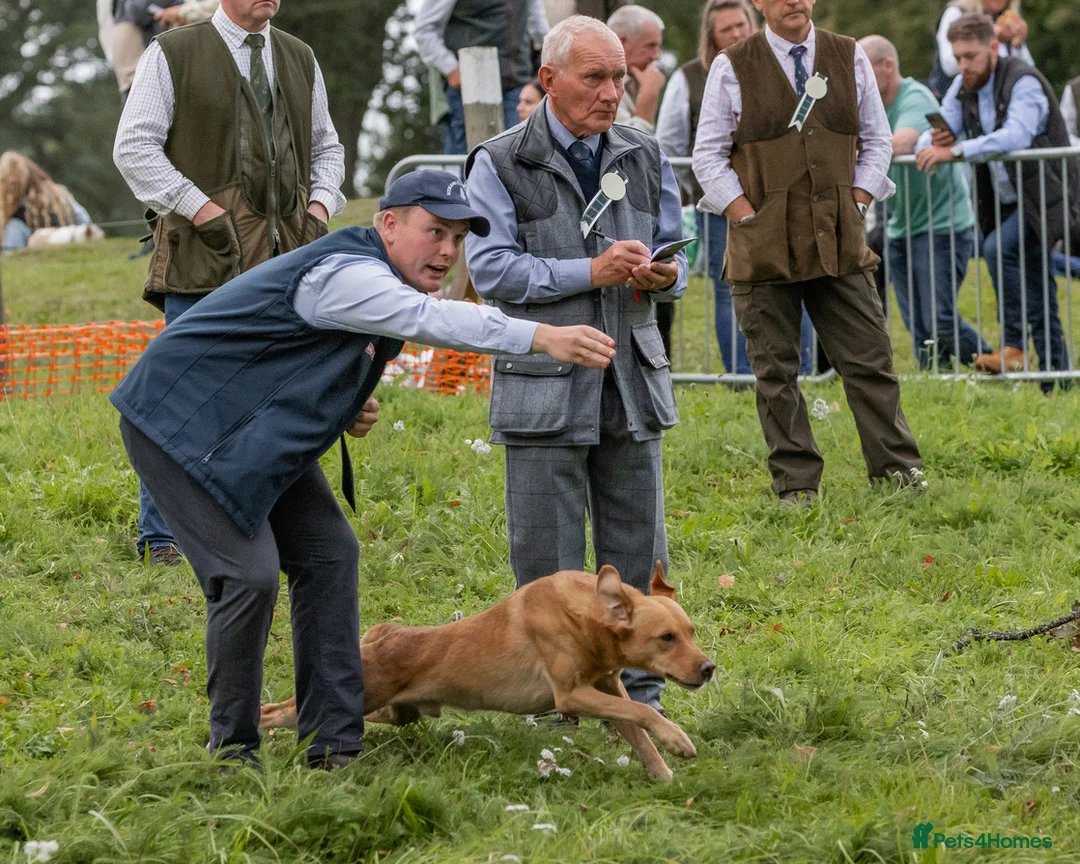 Labrador Retriever dogs for stud: Field Trial Champion Dark Yellow Labrador in Kinross - Advert 6