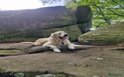 Golden Retriever dogs for stud: Purebred Golden Retriever for Stud - Image 7