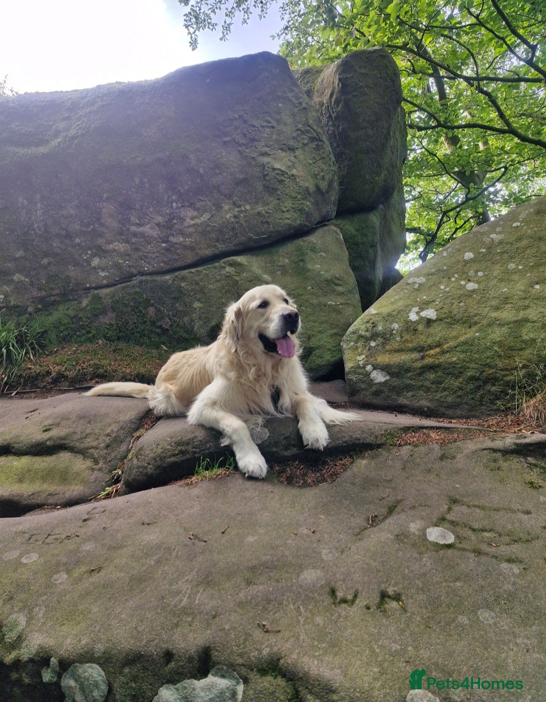 Golden Retriever dogs for stud: Purebred Golden Retriever for Stud - Image 7