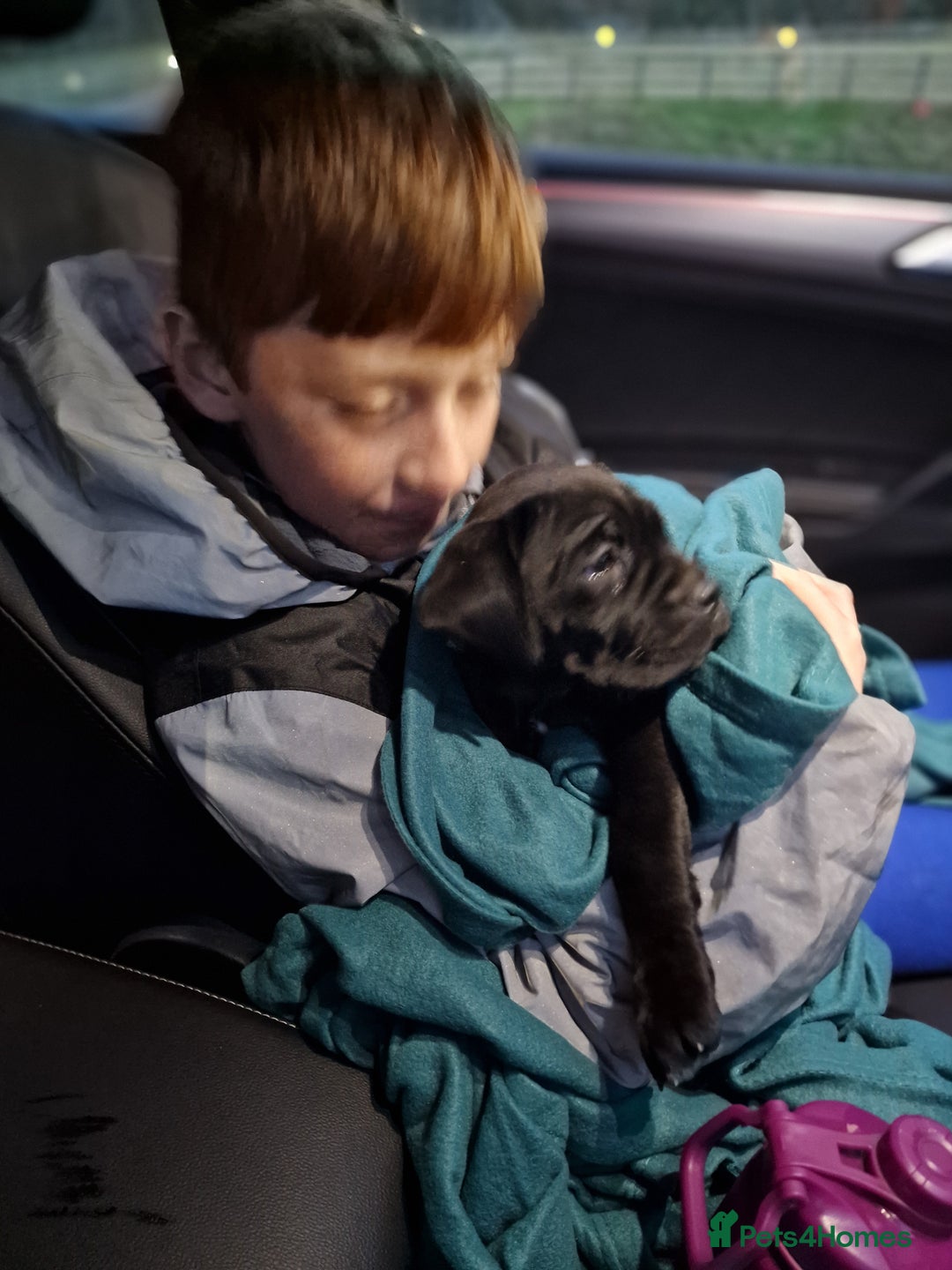 Mixed Breed dogs for sale: Cane Corso X Neapolitan Mastiff mix pups for sale - Advert 9