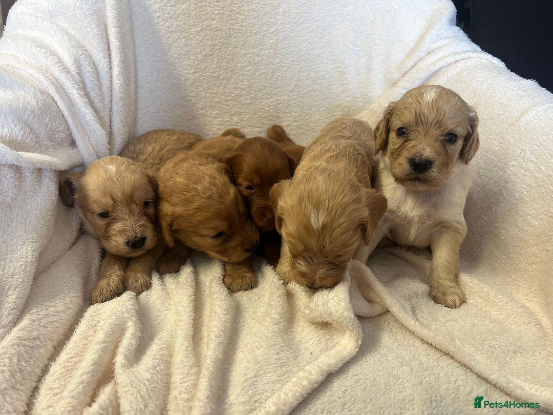 Cockapoo dogs for sale: Stunning cockapoo puppies  - Image 17