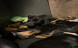 Dobermann dogs for sale: Dobermann pups - Image 4