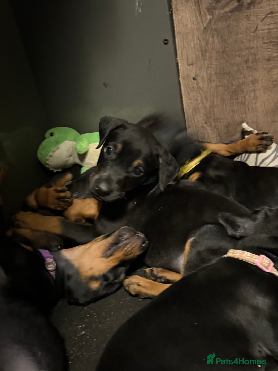 Dobermann dogs for sale: Dobermann pups - Image 4