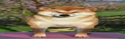 Japanese Shiba Inu dogs for sale: Exceptional Japanese Shiba Inu Puppies - Advert 10