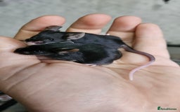 Mouse rodents for sale: Fancy mice females - Image 3