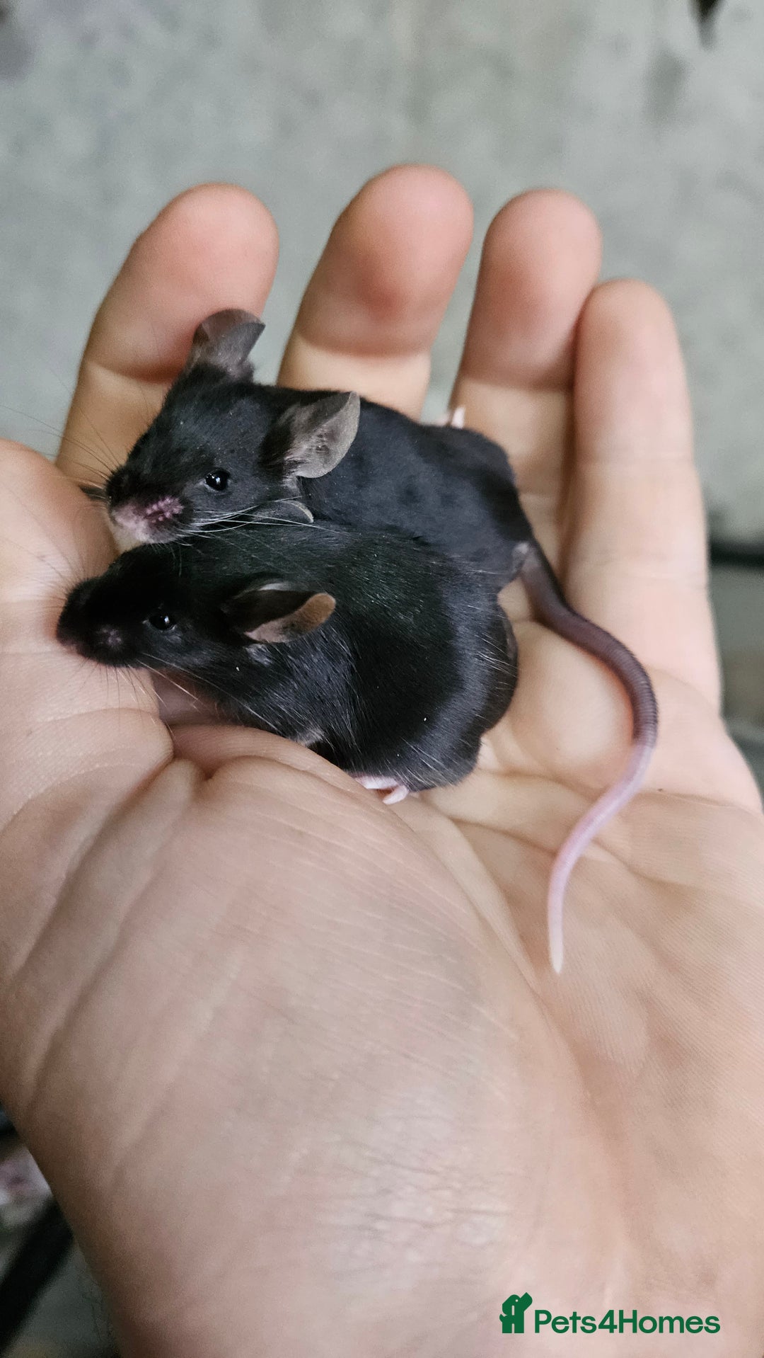 Mouse rodents for sale: Fancy mice females - Image 3