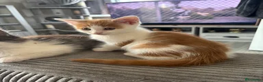 Mixed Breed Kitten 4