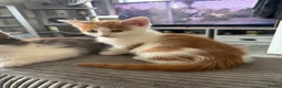 Mixed Breed cats for sale: 2 BLACK AND WHITE MALE DLH READY NOW - Advert 2