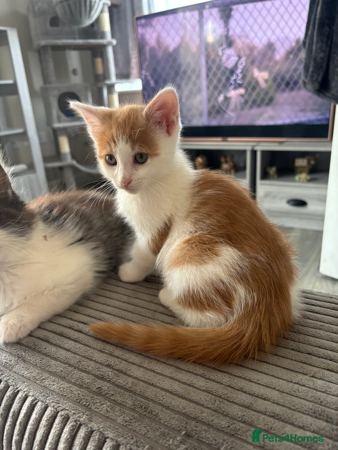 Mixed Breed cats for sale: 2 BLACK AND WHITE MALE DLH READY NOW - Advert 2