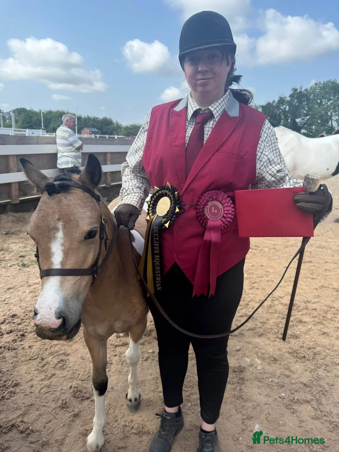 Welsh Section A horses for sale: Beautifully well marked Welsh P/B - Advert 3