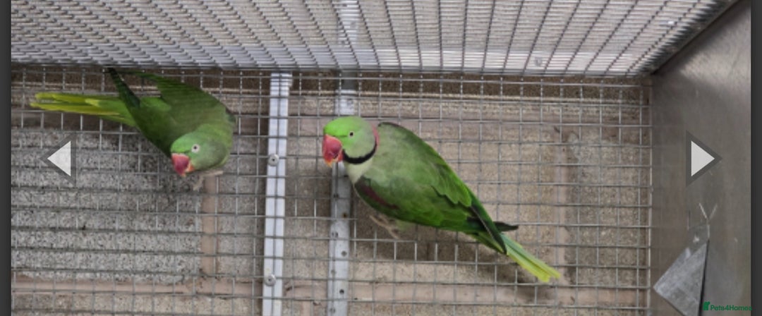 Ringnecks birds for sale: Alexanderine breeding pair  - Advert 3