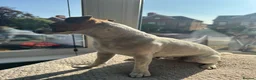 Jack Russell dogs for sale: Lively Jack Russell puppies - Advert 13