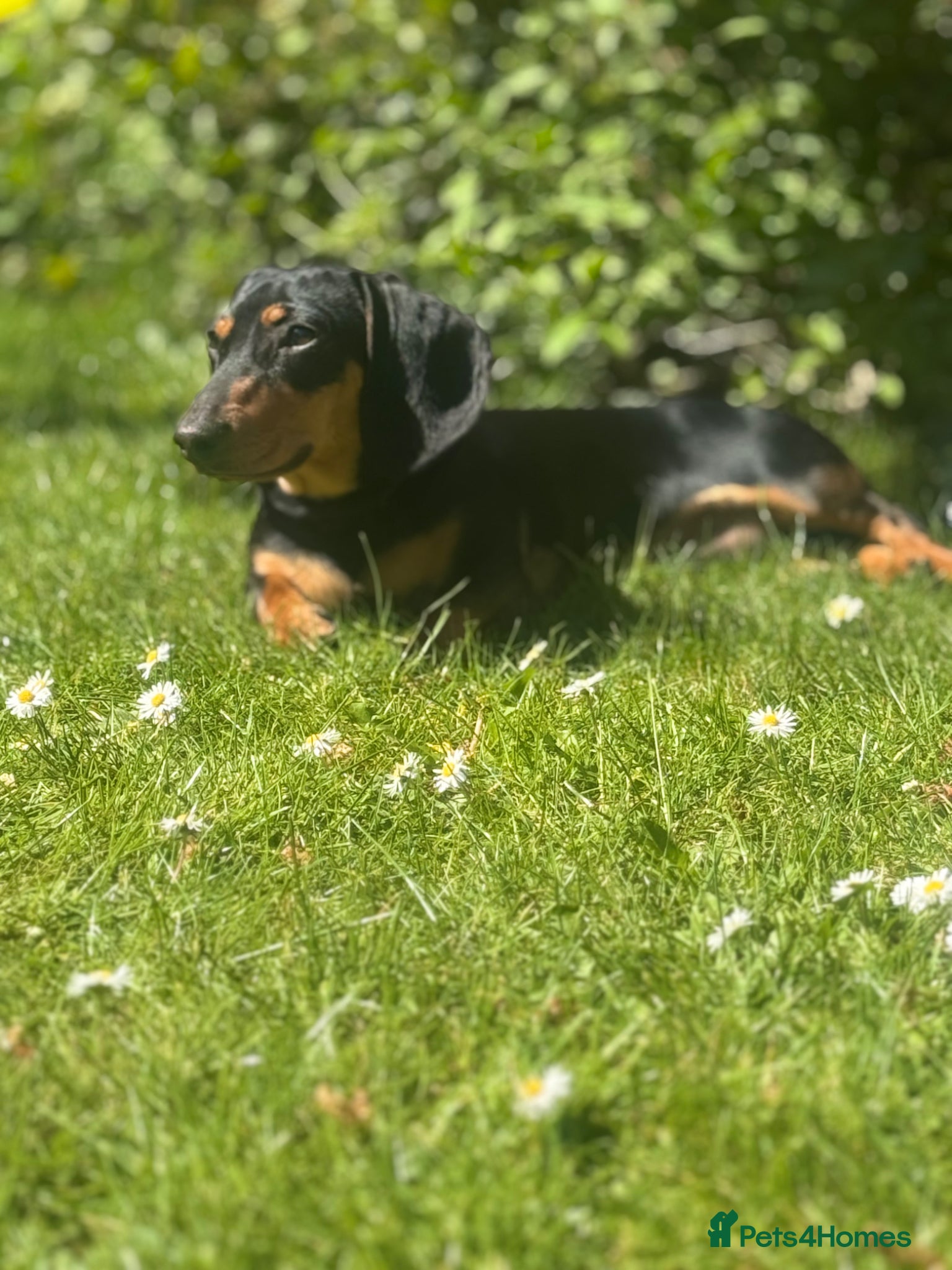 Miniature Dachshund dogs Gizmo - Advert 3