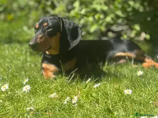 Miniature Dachshund dogs Gizmo - Advert 3