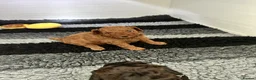 Miniature Poodle dogs for sale: 🐩 Beautiful Small Miniature Poodles 🐩  - Advert 7
